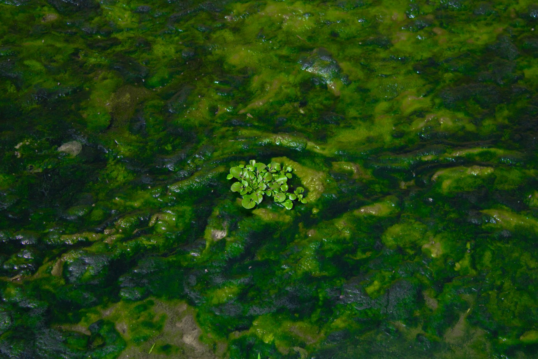 close up of lush green aquatic algae