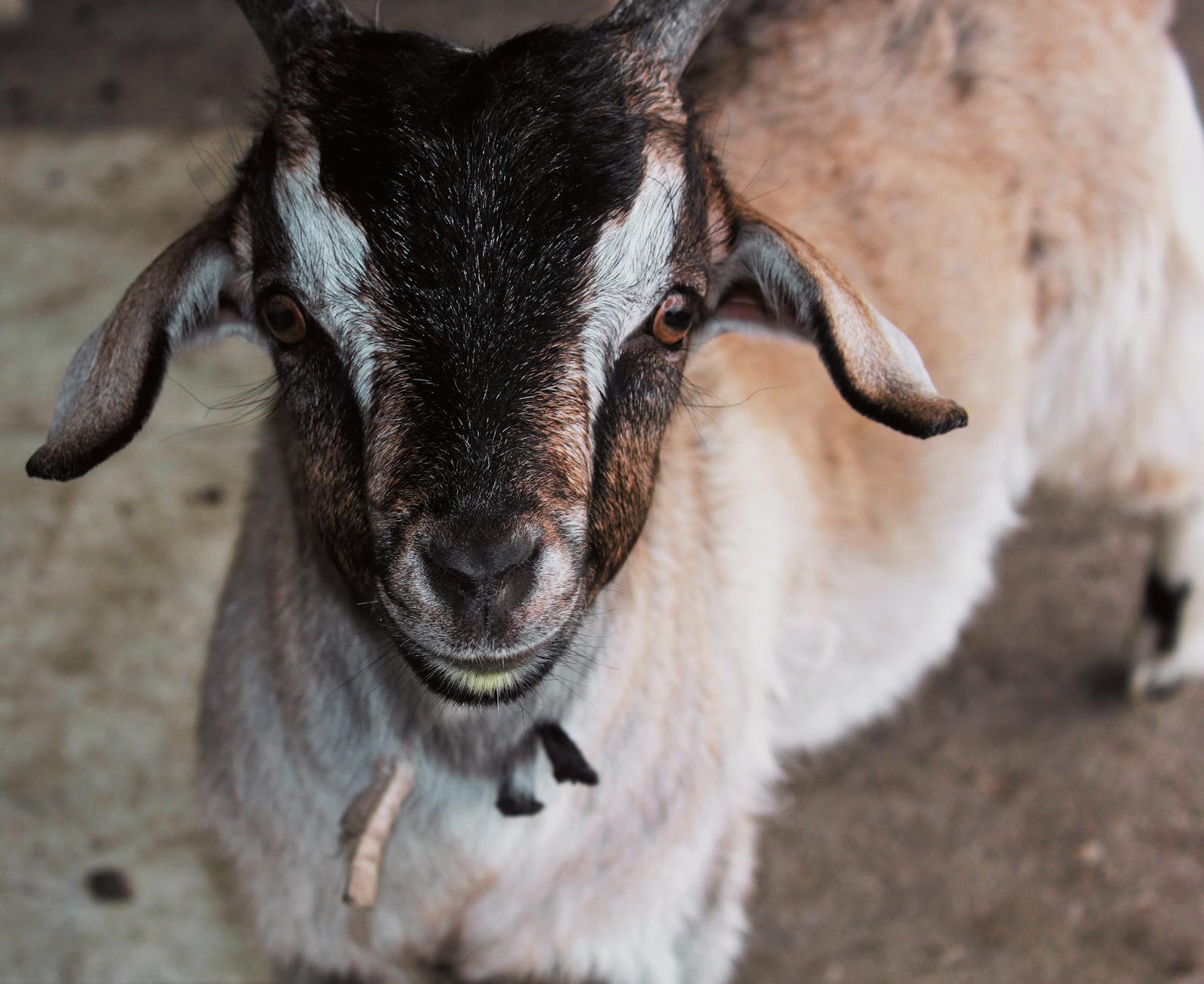 close up shot of a goat
