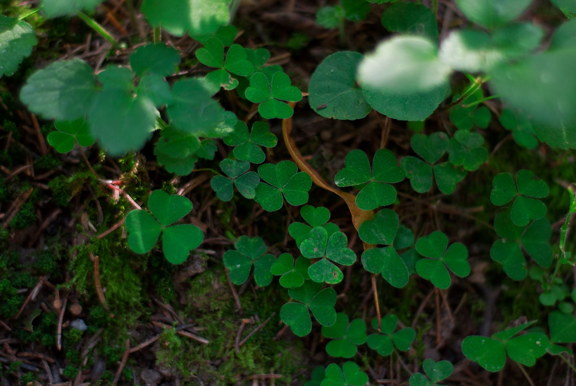 close up of green clover leaves in natural setting